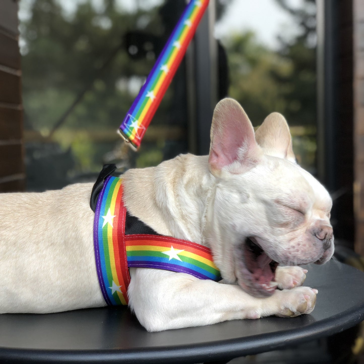 Rainbow cool dog chain dog leash - key words