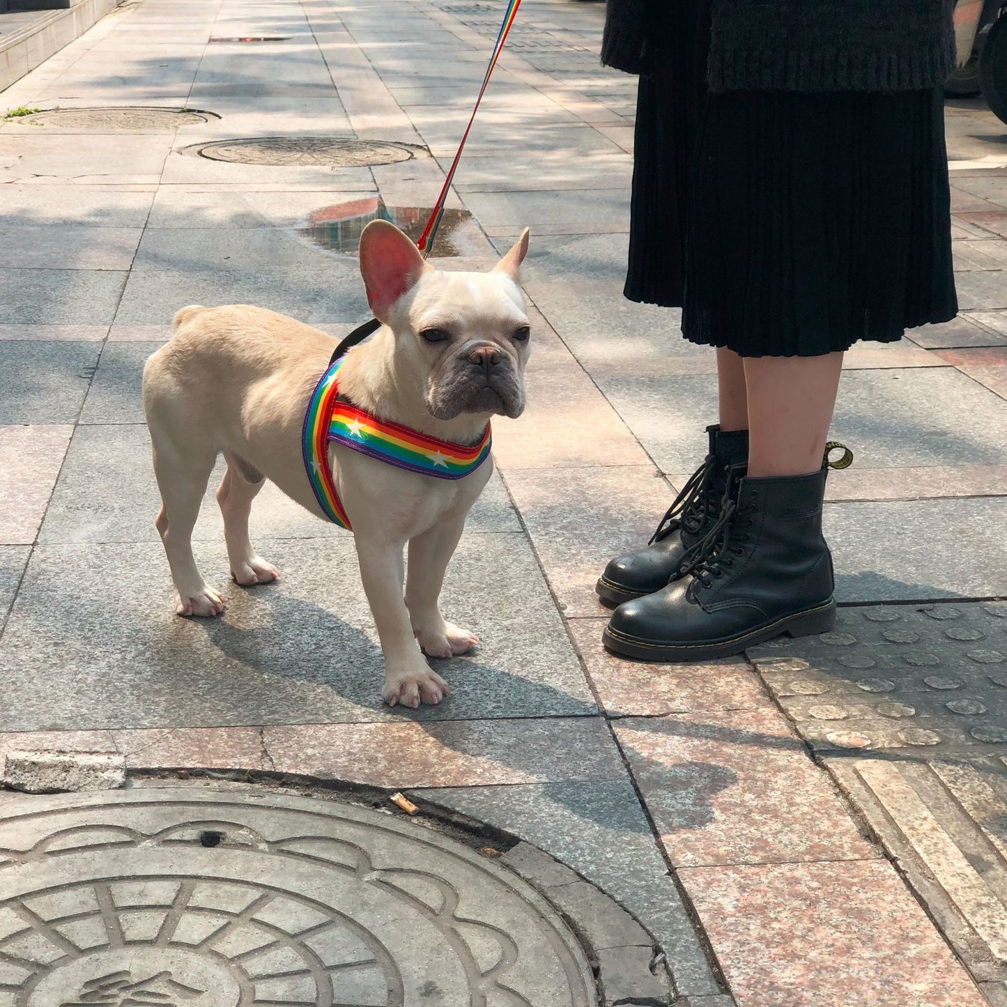 Rainbow cool dog chain dog leash - key words