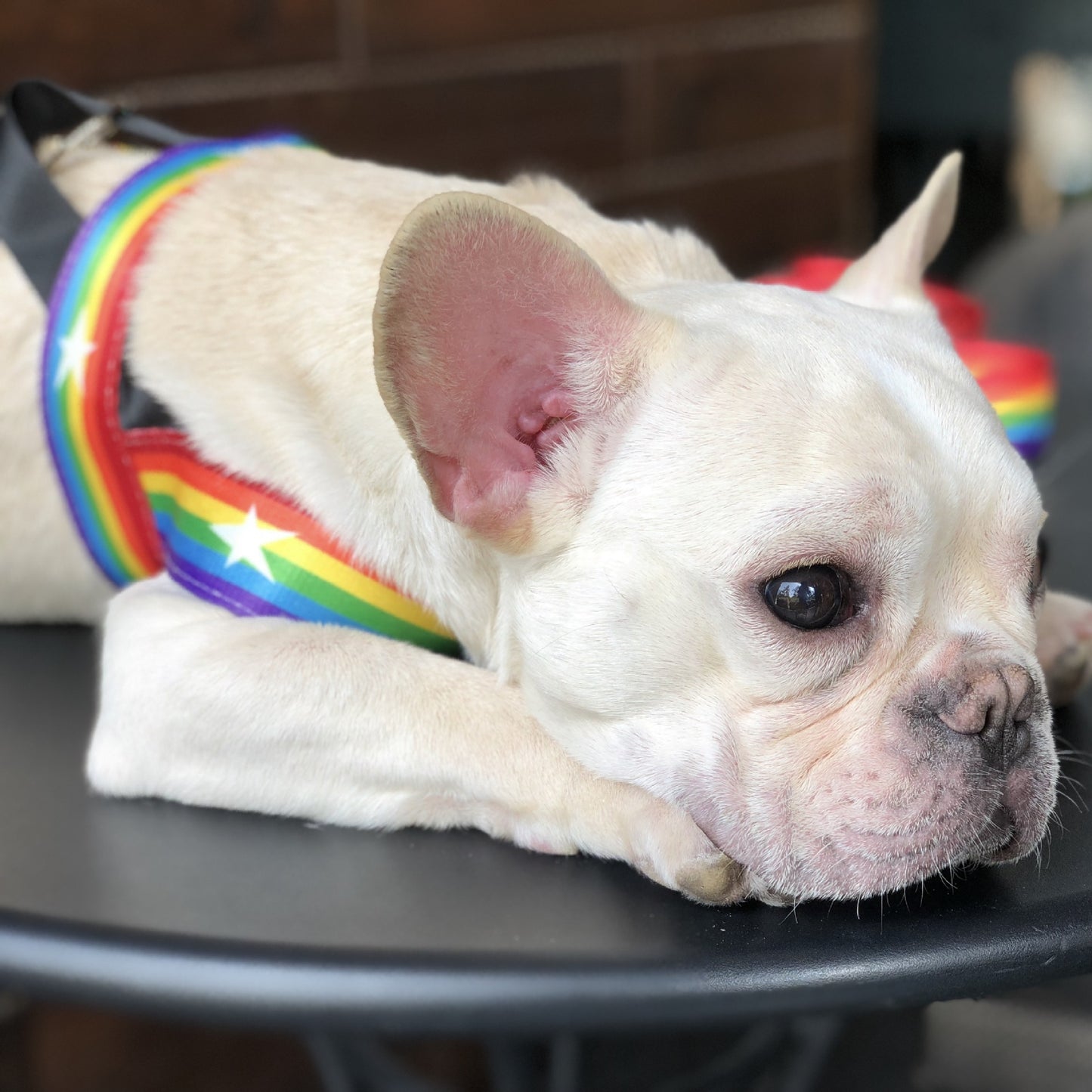 Rainbow cool dog chain dog leash - key words