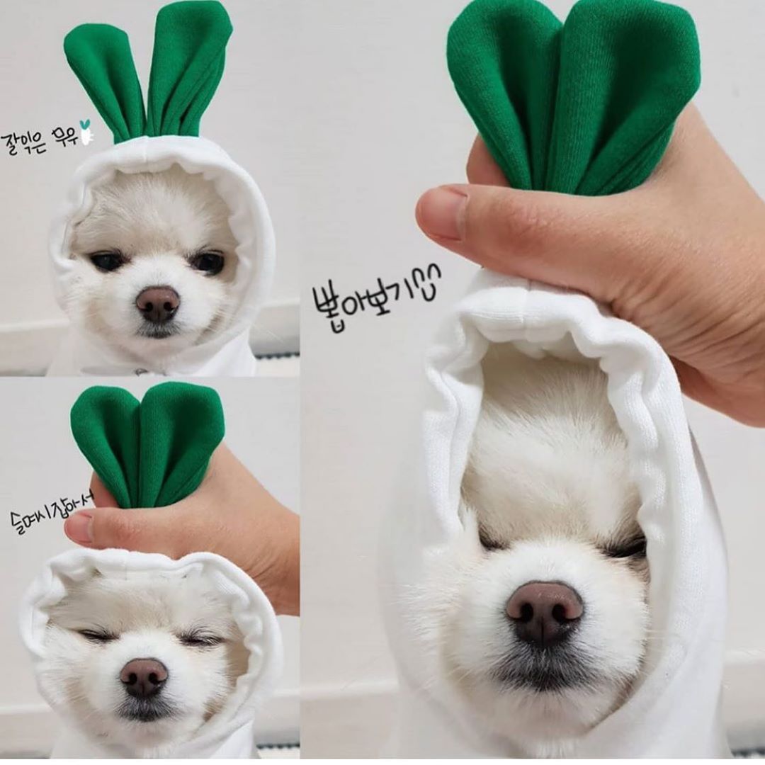 Cute Fruit Dog Clothes For Small Dogs Hoodies Winter Warm Fleece Pet Clothing Puppy Cat Costume Coat For French Chihuahua Outfit - key words