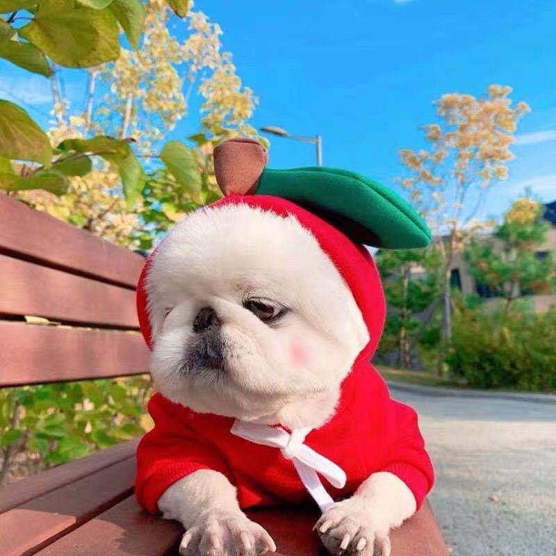Cute Fruit Dog Clothes For Small Dogs Hoodies Winter Warm Fleece Pet Clothing Puppy Cat Costume Coat For French Chihuahua Outfit - key words