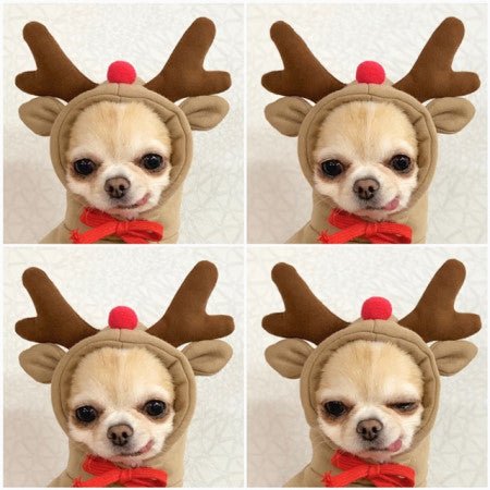 Cute Fruit Dog Clothes For Small Dogs Hoodies Winter Warm Fleece Pet Clothing Puppy Cat Costume Coat For French Chihuahua Outfit - key words