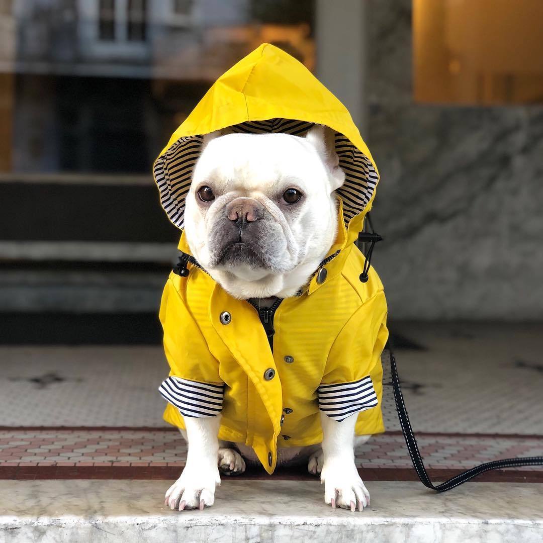 Dog Raincoat Pet Clothes Dog Clothes Rain Water - key words