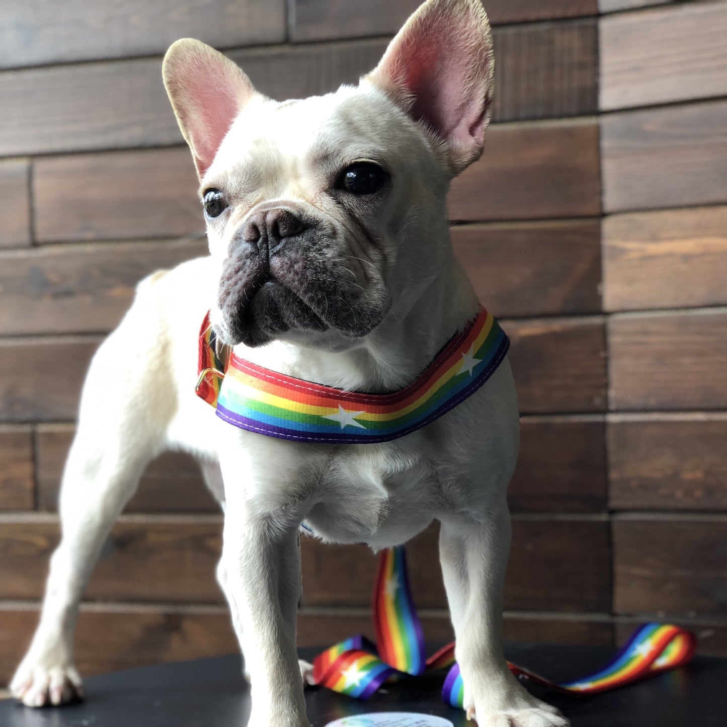 Rainbow cool dog chain dog leash - key words