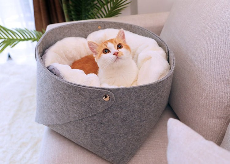 pet bed - key words
