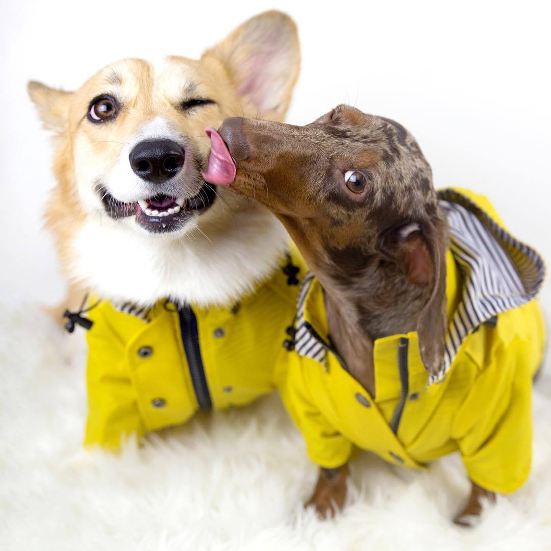 Dog Raincoat Pet Clothes Dog Clothes Rain Water - key words
