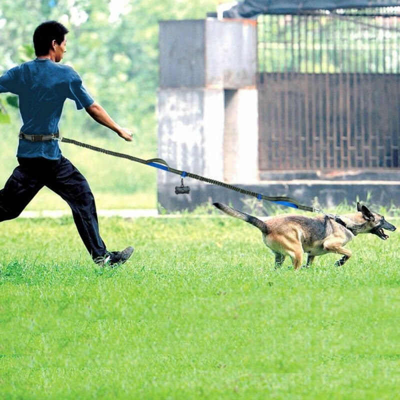 Amazon direct pet supplies multi-function running reflective pull dog leash double elastic dog leash traction - key words