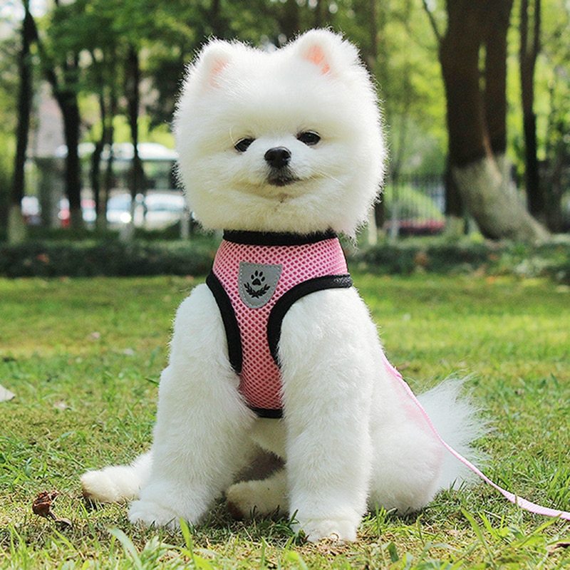 Pet Car Seat Belt Pet Leash - key words