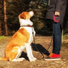 Pet Automatic Telescopic Traction Rope - key words
