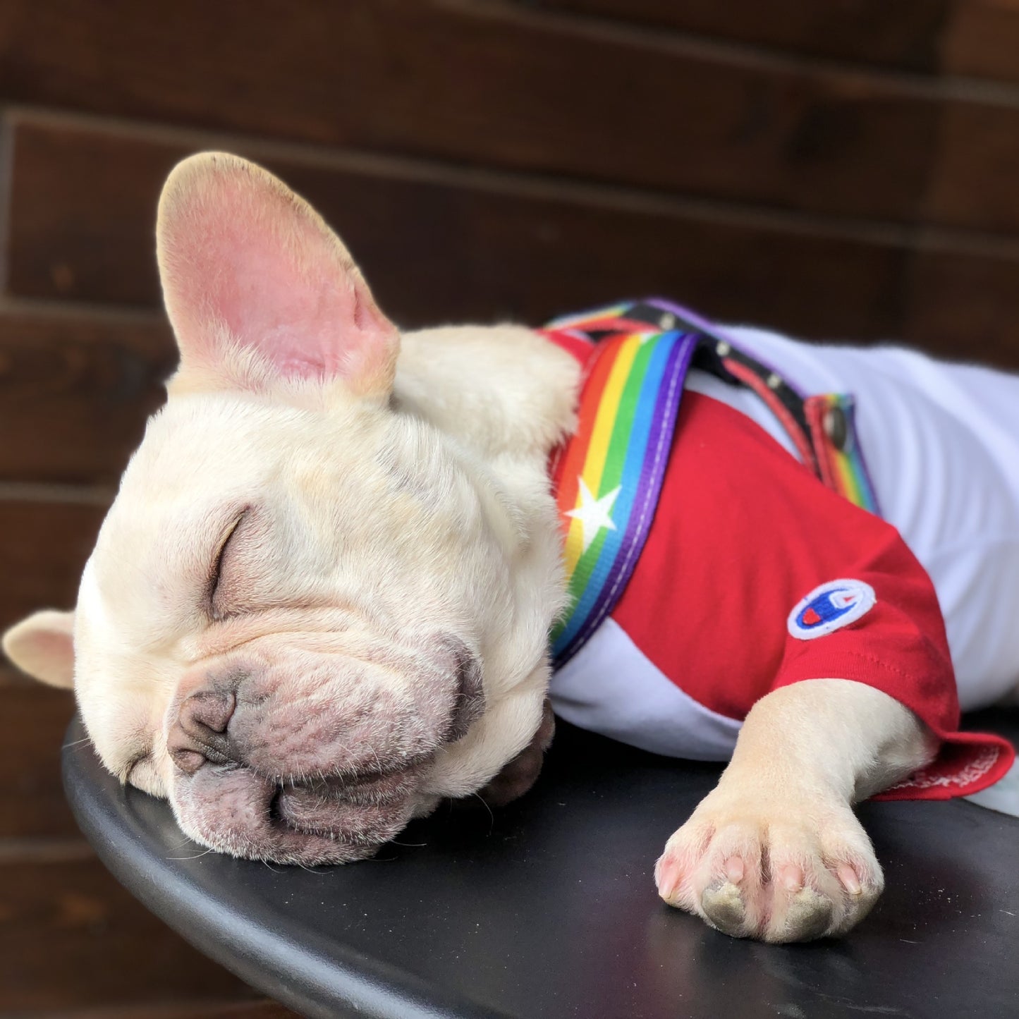 Rainbow cool dog chain dog leash - key words
