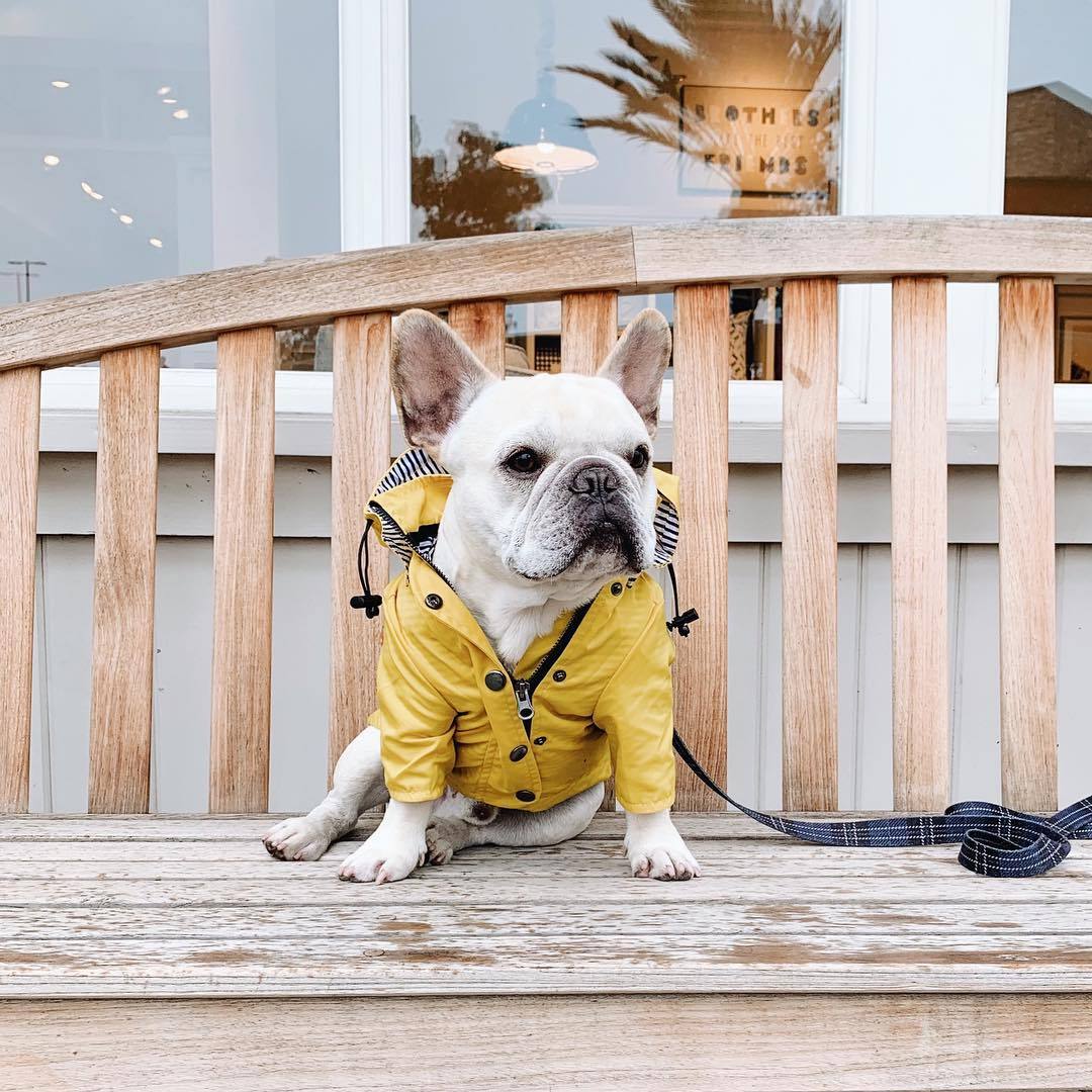 Dog Raincoat Pet Clothes Dog Clothes Rain Water - key words