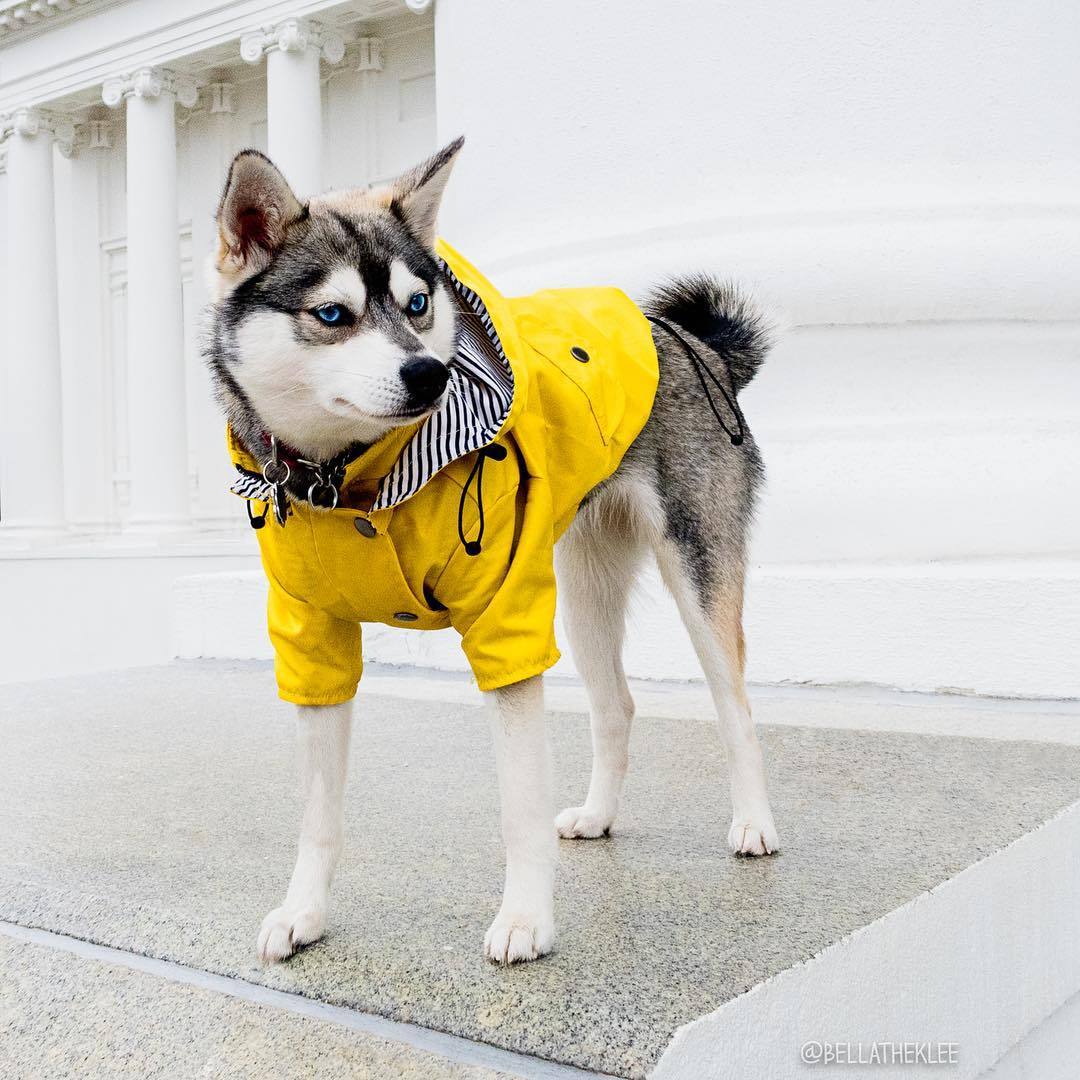 Dog Raincoat Pet Clothes Dog Clothes Rain Water - key words