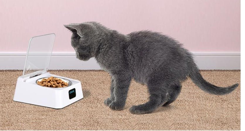 Pet 5G Bowl Automatic Pet Feeder - key words