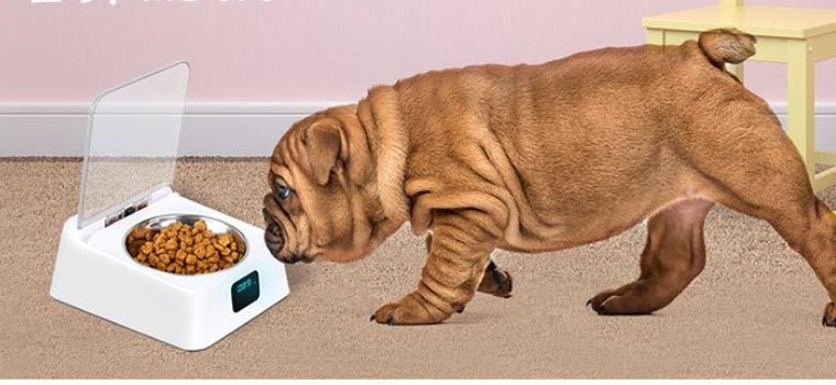 Pet 5G Bowl Automatic Pet Feeder - key words