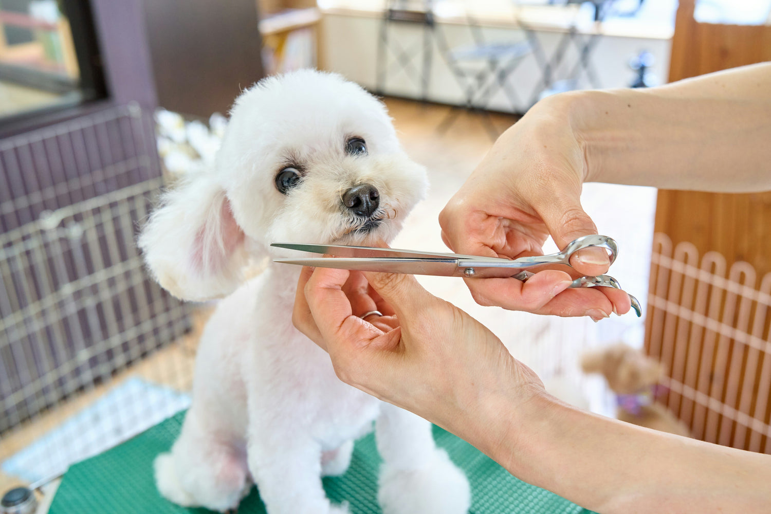 Pet Grooming Essentials: Quality Tools for Care & Comfort - key words