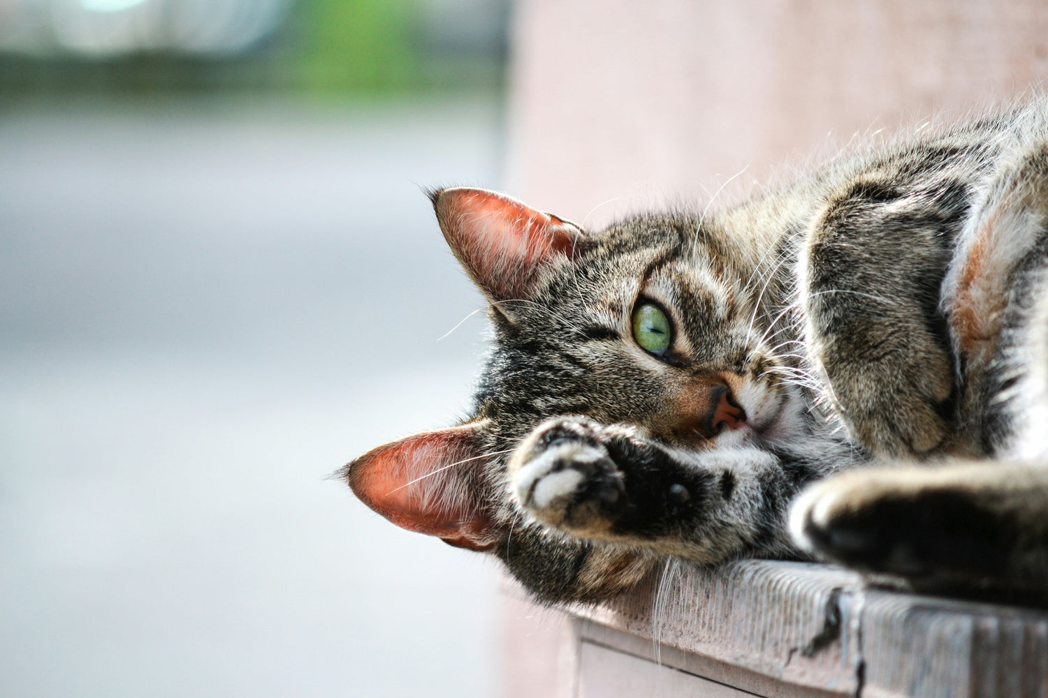 Healthy natural cat food:the best food for your pet. - Everpeakgoods