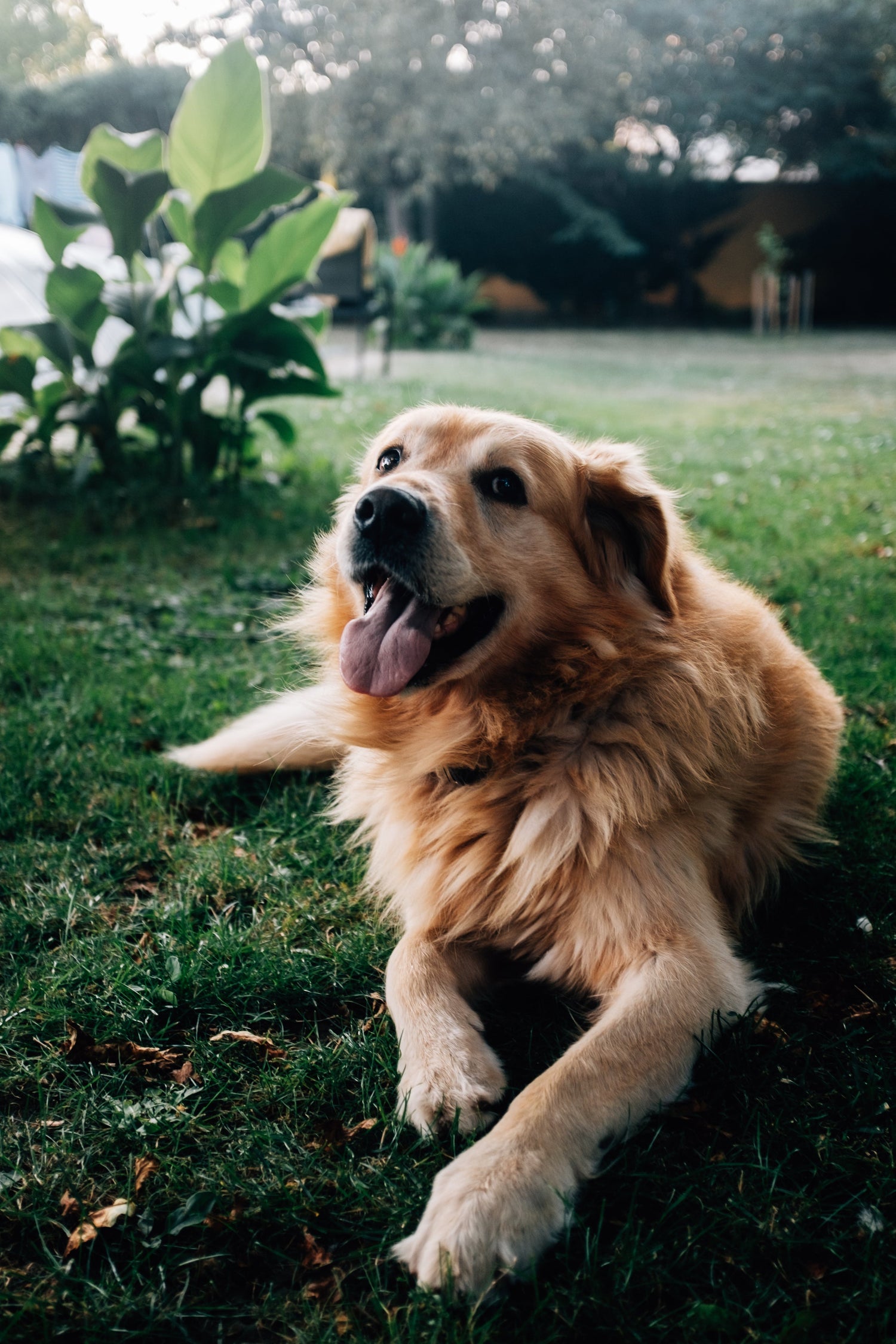 Top Quality Dog Training Tools for Effective & Friendly Training - key words