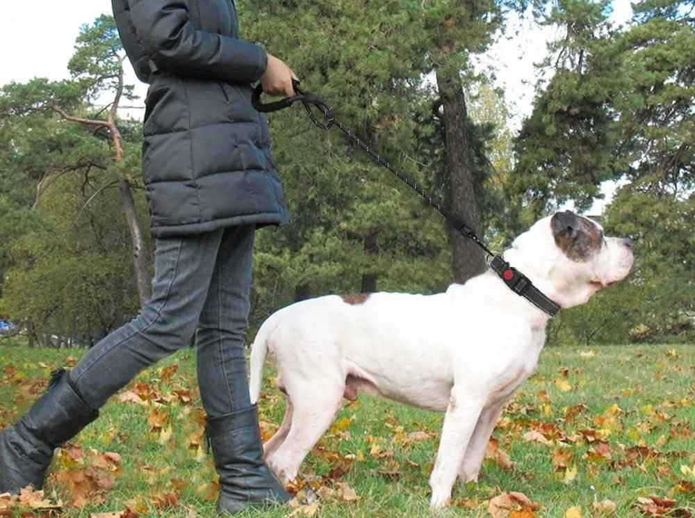 Dogs Leash Running Elasticity Hand Freely Pet Products Dogs Harness Collar Jogging Lead And Adjustable Waist Rope Puppy Leash Lead Training Padded Handle Reflective