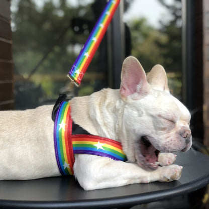 Rainbow cool dog chain dog leash - key words
