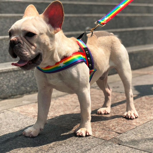 Rainbow cool dog chain dog leash - key words
