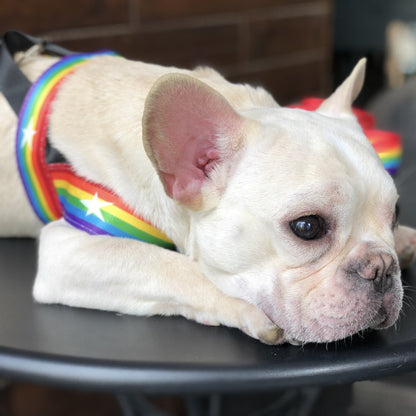 Rainbow cool dog chain dog leash - key words