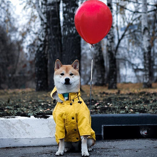 Dog Raincoat Pet Clothes Dog Clothes Rain Water - key words