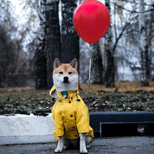 Dog Raincoat Pet Clothes Dog Clothes Rain Water - key words