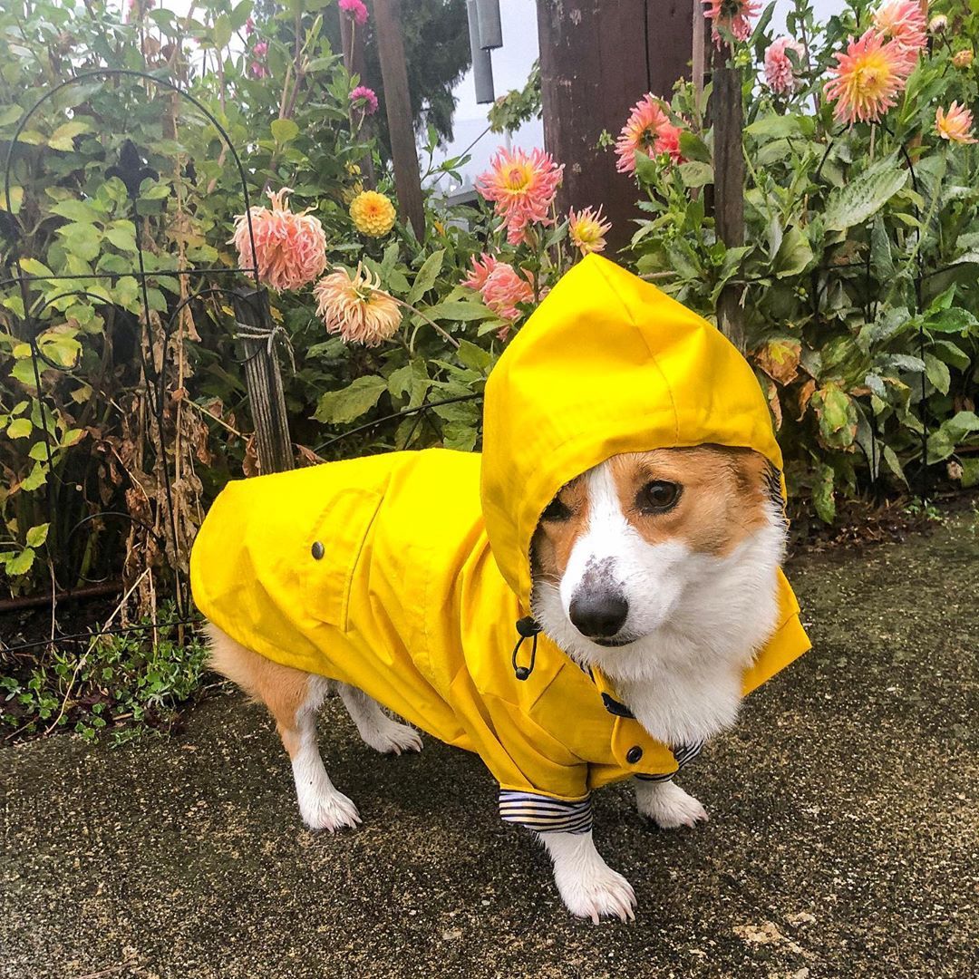 Dog Raincoat Pet Clothes Dog Clothes Rain Water - key words