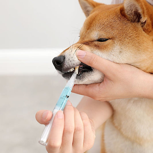 Pet Teeth Repairing Kit For Dog Cat Teeth Cleaning Pen Kit - key words