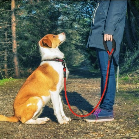 Reflective Dog Leash Nylon Pet Dog Leash Rope For Small Medium Large Dogs Walking Training Pet Suppiles - key words