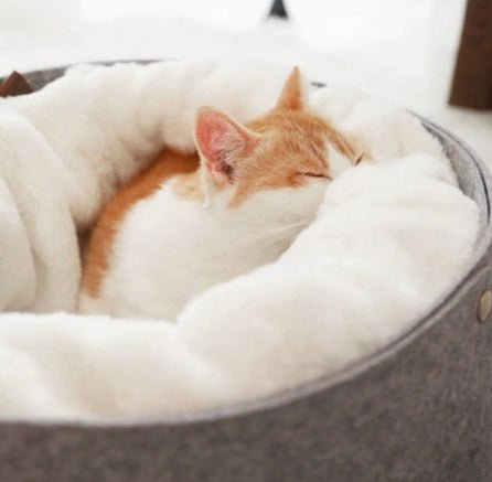 pet bed - key words