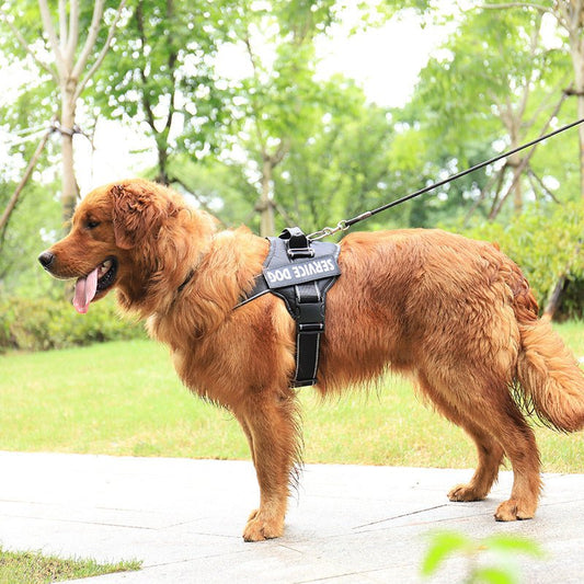 Personalization Of Pet Chest Strap Products - key words