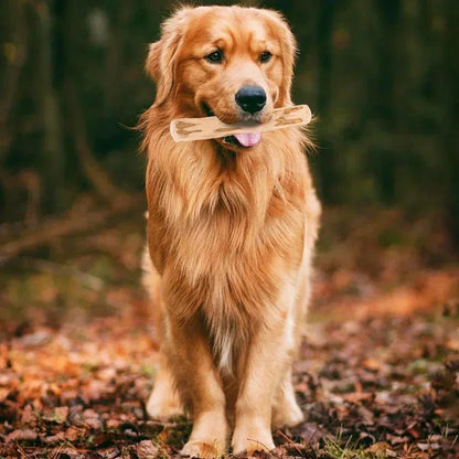 Durable Coffee Wood Chew Stick for Dogs - Natural Anxiety Relief & Teeth Cleaning Pet Toy - key words